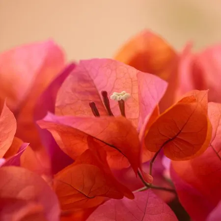 Limani Appartamento *